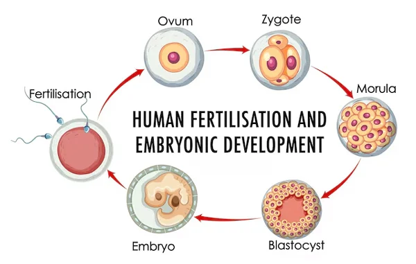 Trans Vaginal Oocyte Retrieval